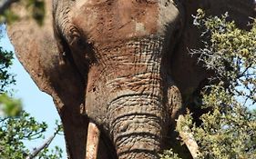 Orange Elephant Backpackers