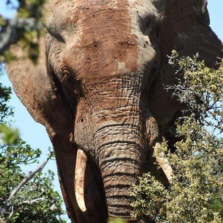 Orange Elephant Backpackers Hostel Addo Exterior photo